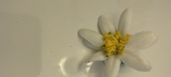 Silk Edelweiss Flower   Hat pin / Brooch