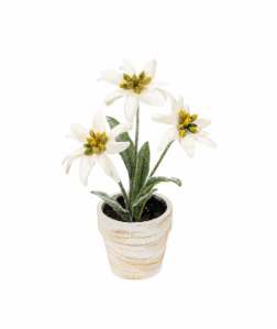 Silk Edelweiss Flower pot - German Specialty Imports llc