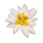 Edelweiss Flower  Pin - German Specialty Imports llc