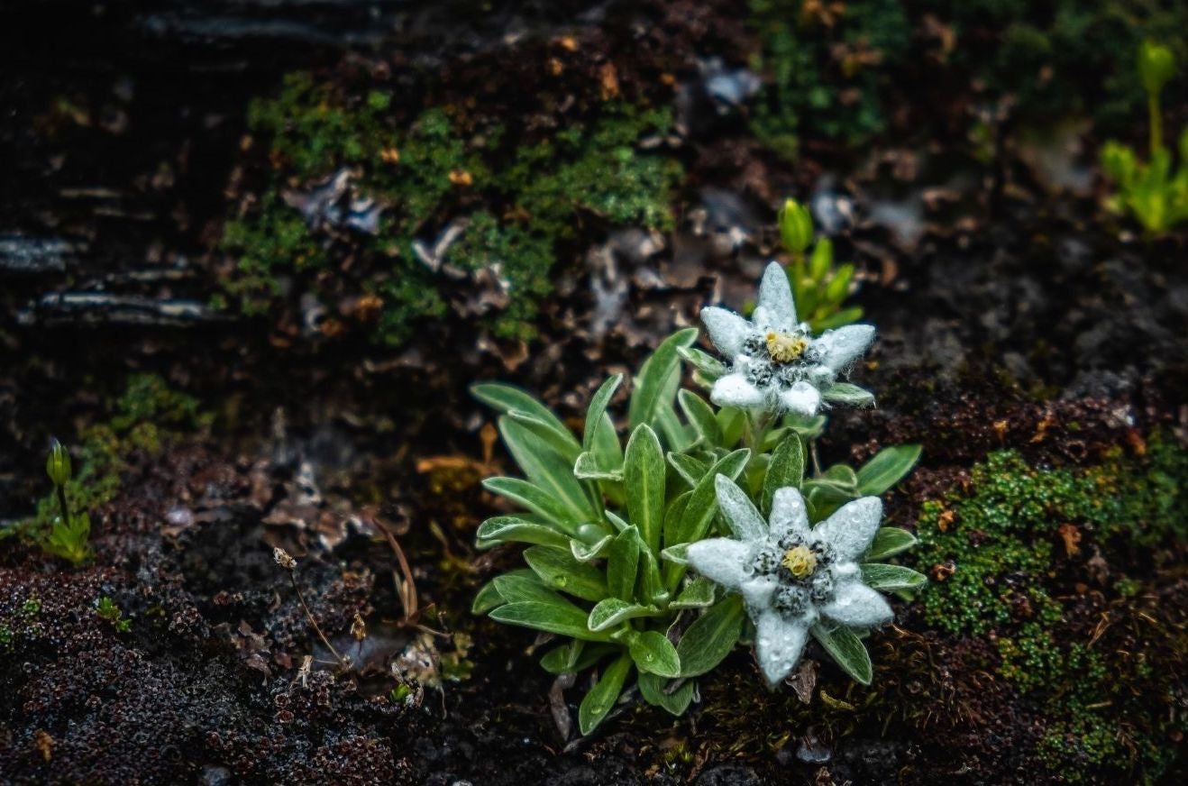 For Preorder ONLY by January 31 of each year Edelweiss flower plant 