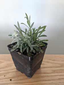 edelweiss lavender plants for sale For Preorder ONLY by January 31 of each year Edelweiss flower plant " – German Specialty Imports llc