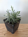 Edelweiss flower plant  " Leontopodium"( No guarantee for shipping) available from April - September - German Specialty Imports llc