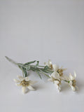 Silk Edelweiss Flower Stem - German Specialty Imports llc