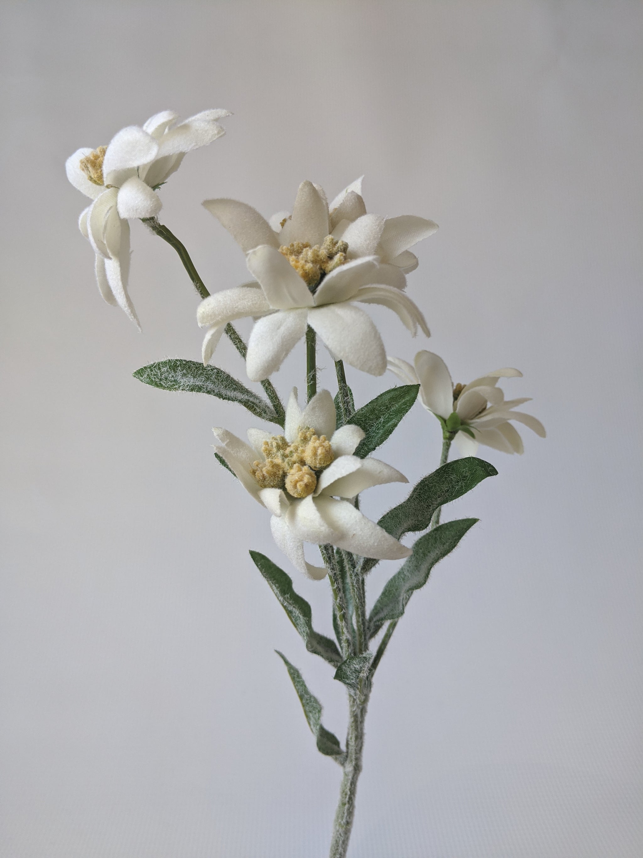 204889-100 # Silk Edelweiss Flower Stem – German Specialty Imports llc