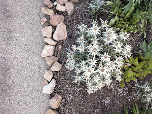Available from June through October Real  Edelweiss Flower Stem - German Specialty Imports llc
